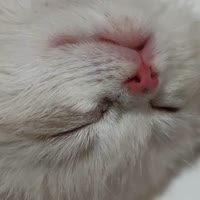 养猫宝典