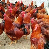 红玉鸡养殖基地