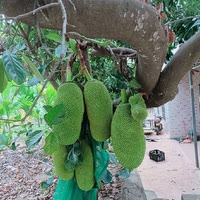 心醉清晨行