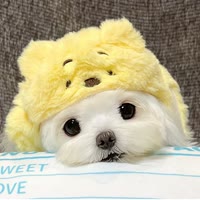 潘思懿🐣
