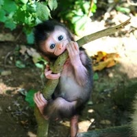 小猴子一家收徒