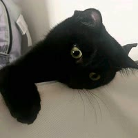 我的猫和我说起过你