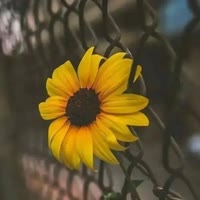 จุ๊บจุ๊บ馨宝儿