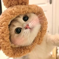 是胡桃呀