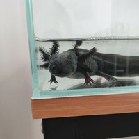 鱼鱼