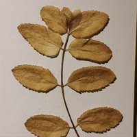 传承土方牛老师