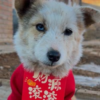 晓七毛孩儿