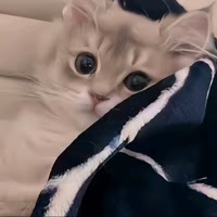 快手生活排行榜第27名安困困,新榜指数881.9811958999613,新增作品数5,播放数421.32w,点赞数40.32w,评论数3746,分享数2.06w,新增粉丝数6788,累计粉丝数81.14w
