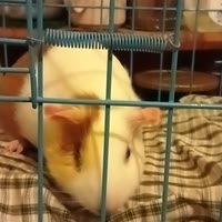 时光旅行者