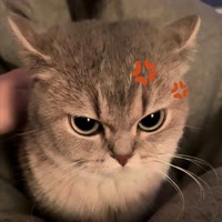 小伟崽