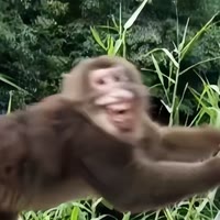 林三歲（黑化中）
