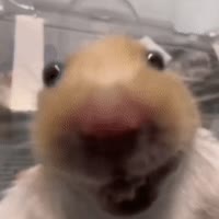 紫金落西