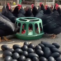 黑壳蛋鸡养殖基地