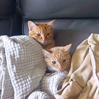 懒猫✨