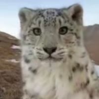 云上の猫