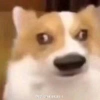 蒙逼的M（三角州版）