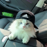 ㅤㅤㅤㅤㅤㅤㅤ ㅤㅤKd