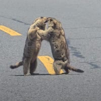 一个回复