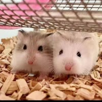 不服等着掉呗。