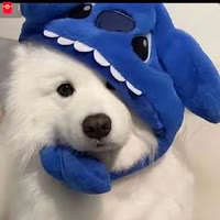 鱼小城  羔高里土豆🐶