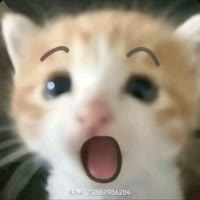 月亮不会赏月