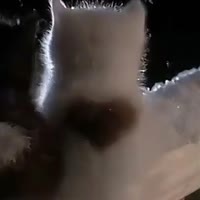 虫子