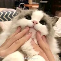 ૮梦研·瑶ა