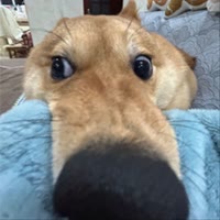 明洋